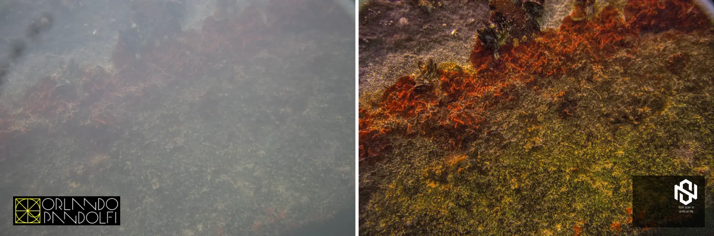 Elaborazione visuale di un ambiente marino
